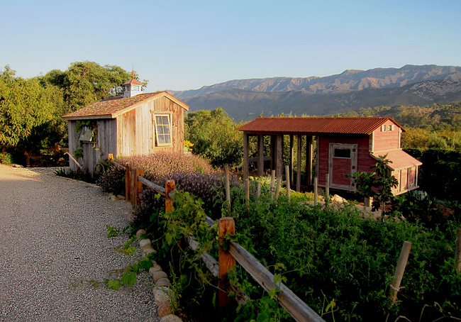 a quality chicken coop sits near an organic veggie garden and a potting shed in Santa Barbara, California